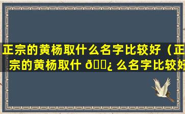 正宗的黄杨取什么名字比较好（正宗的黄杨取什 🌿 么名字比较好听点）